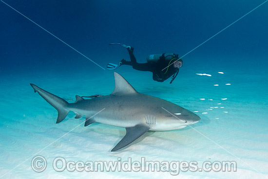 Bull Shark and Scuba Diver photo
