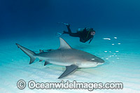 Bull Shark and Scuba Diver Photo - Andy Murch
