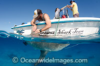 Bull Shark getting tagged Photo - Andy Murch