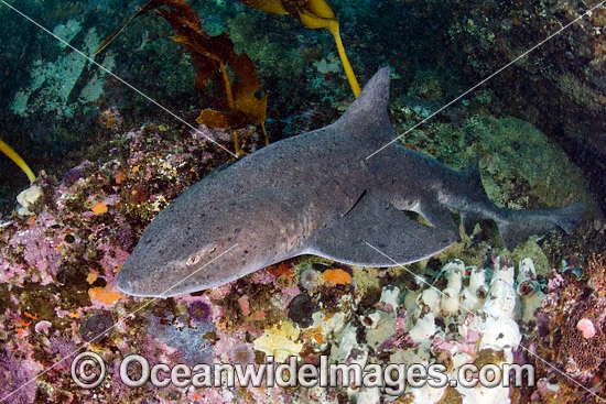 Spotted Gully Shark Triakis megalopterus photo
