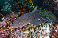 Spotted Gully Shark Triakis megalopterus Photo - Andy Murch
