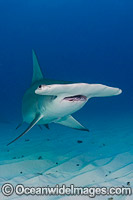 Great Hammerhead Shark Photo - Andy Murch