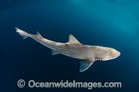 Brown Smooth-Hound Shark Photo - Andy Murch