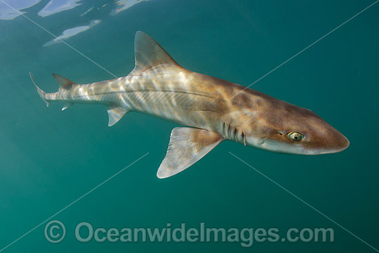 Grey Smoothhound Shark Mustelus californicus photo