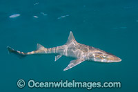 Grey Smoothhound Shark Photo - Andy Murch