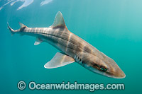 Grey Smoothhound Shark Mustelus californicus Photo - Andy Murch