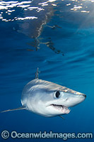 Shortfin Mako Shark Isurus oxyrinchus Photo - Andy Murch