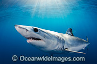 Shortfin Mako Shark Photo - Andy Murch
