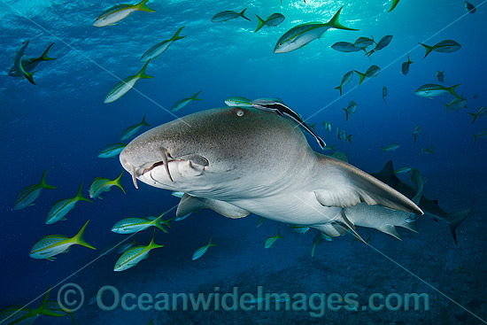 Nurse Shark Bahamas photo
