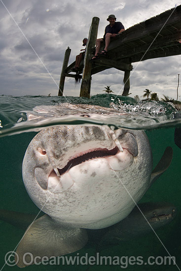 Nurse Shark hunting photo