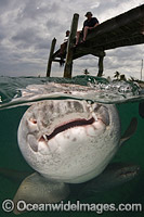 Nurse Shark hunting Photo - Andy Murch