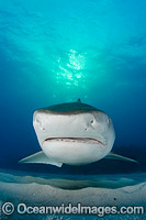 Tiger Shark Caribbean Photo - Andy Murch