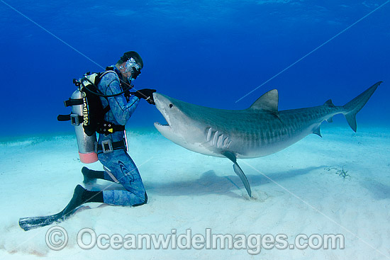 Tiger Shark and Diver photo