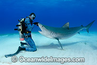 Tiger Shark and Diver Photo - Andy Murch