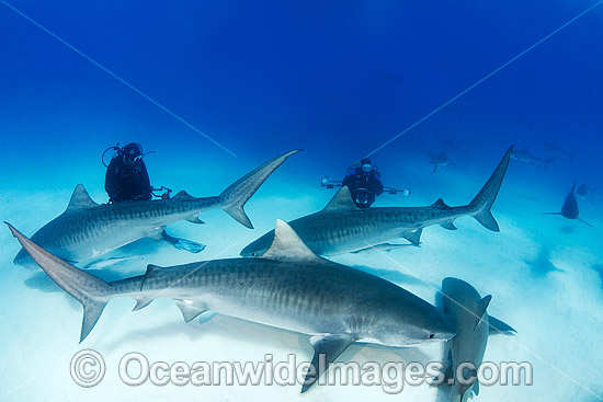 Tiger Sharks Caribbean photo