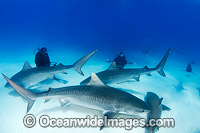 Tiger Sharks Caribbean Photo - Andy Murch