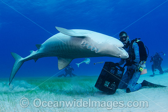 Diver with Tiger Shark photo