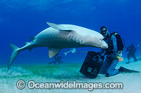 Diver with Tiger Shark Photo - Andy Murch