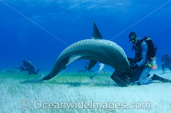 Diver feeding Tiger Shark photo