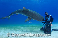 Diver feeding Tiger Shark Photo - Andy Murch