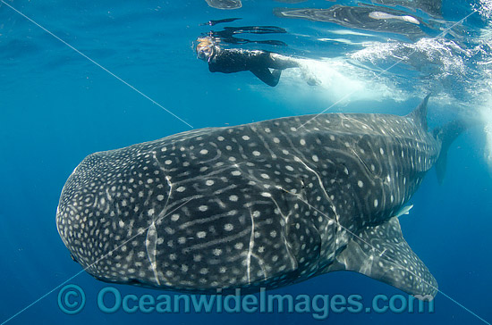 Diver and Whale Shark Caribbean photo