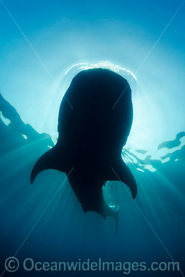 Whale Shark Caribbean photo