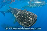 Whale Shark Caribbean Photo - Andy Murch