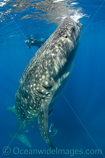 Scuba Diver and Whale Shark photo