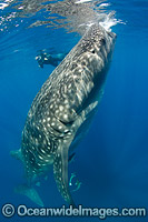 Scuba Diver and Whale Shark Photo - Andy Murch