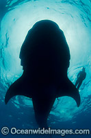 Diver and Whale Shark Photo - Andy Murch