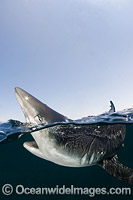 Blue Shark Rhoade Island Photo - Andy Murch