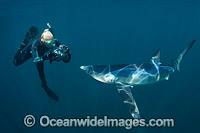 Blue Shark Rhoade Island Photo - Andy Murch