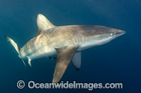 Bronze Whaler Shark South Africa Photo - Andy Murch