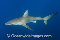 Bronze Whaler Shark Photo - Andy Murch