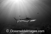 Caribbean Reef Shark Bahamas Photo - Andy Murch
