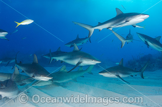 Caribbean Reef Shark Bahamas photo