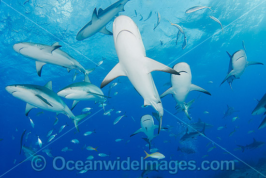 Caribbean Reef Shark Bahamas photo