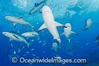 Caribbean Reef Shark Bahamas Photo - Andy Murch