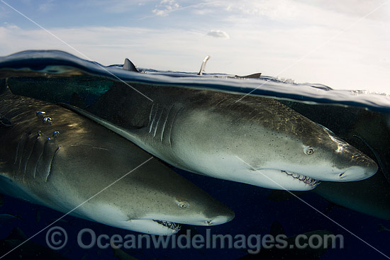 Lemon Sharks Caribbean photo