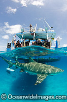 Lemon Shark Tiger Beach Photo - Andy Murch