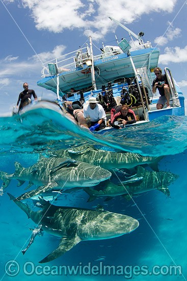 Lemon Sharks with tourists photo