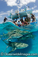 Lemon Sharks with tourists Photo - Andy Murch