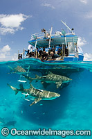 Lemon Sharks at boat Photo - Andy Murch