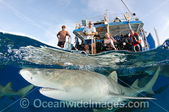 Lemon Sharks and tourists photo