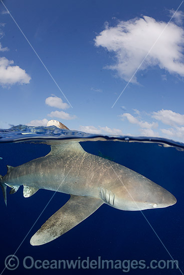Oceanic Whitetip Shark Bahamas photo