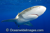 Oceanic Whitetip Shark Bahamas Photo - Andy Murch
