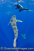Oceanic Whitetip Shark Cat Island Photo - Andy Murch
