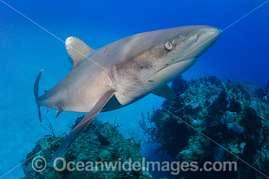 Oceanic Whitetip Shark Bahamas photo