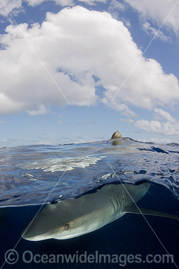 Oceanic Whitetip Shark Cat Island photo