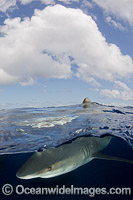 Oceanic Whitetip Shark Cat Island Photo - Andy Murch